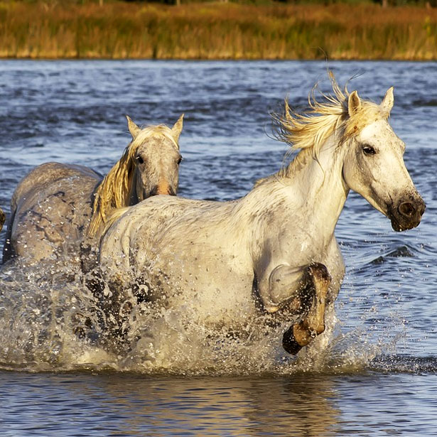 Nature and Traditions of Camargue
